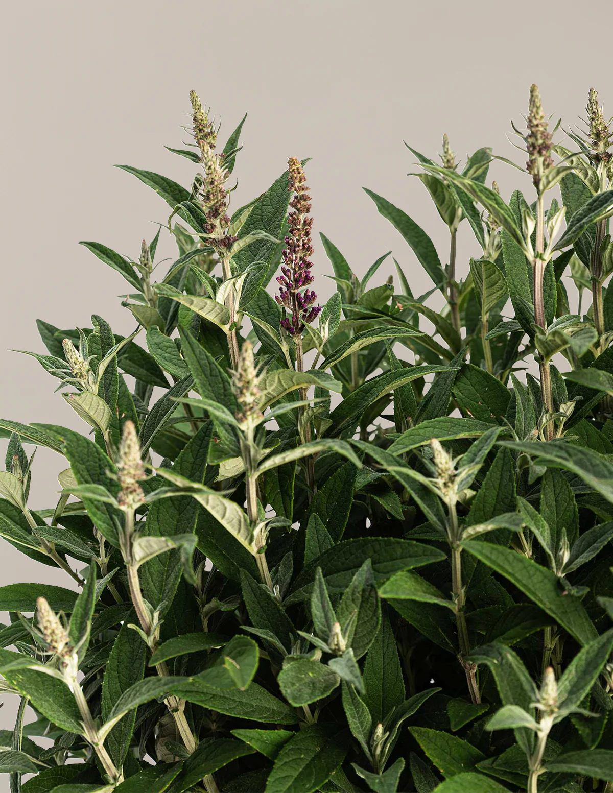 Birthday Cake™ Butterfly Bush - Image 5