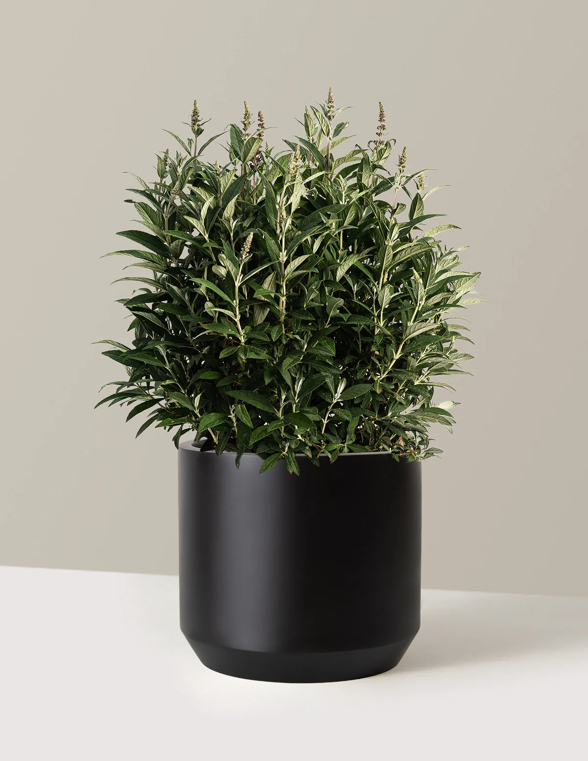 Birthday Cake™ Butterfly Bush - Image 6