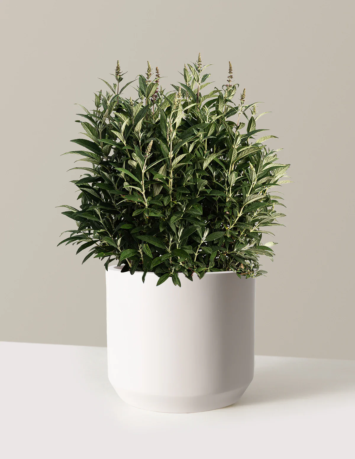 Birthday Cake™ Butterfly Bush - Image 7