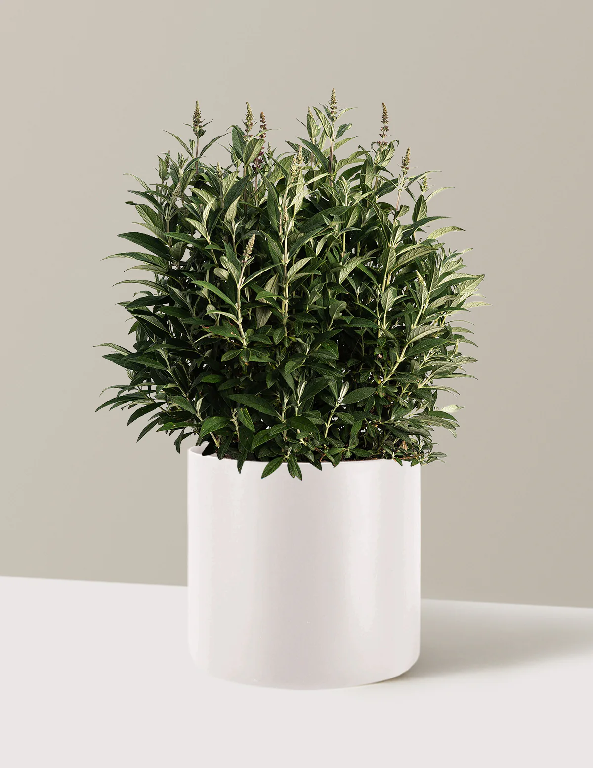 Birthday Cake™ Butterfly Bush - Image 8