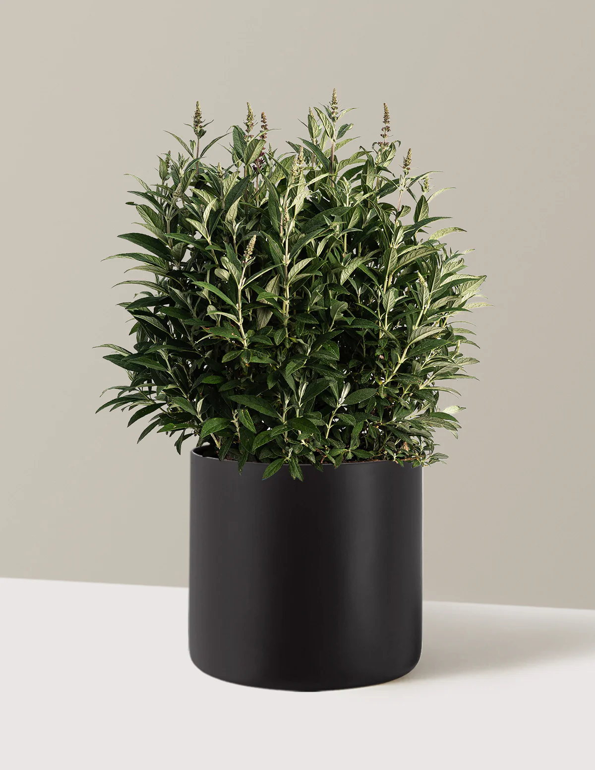Birthday Cake™ Butterfly Bush - Image 9