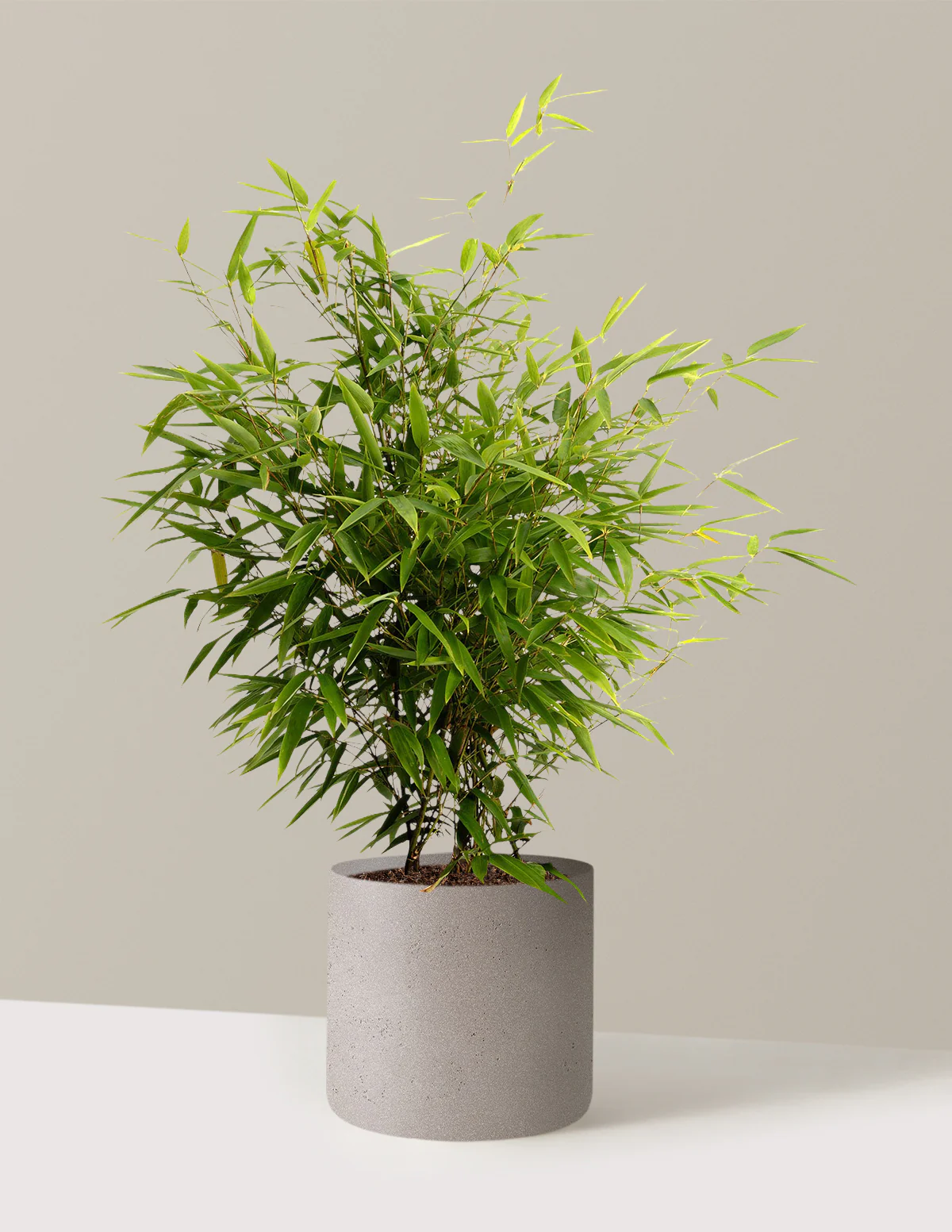 Black Bamboo - Image 8