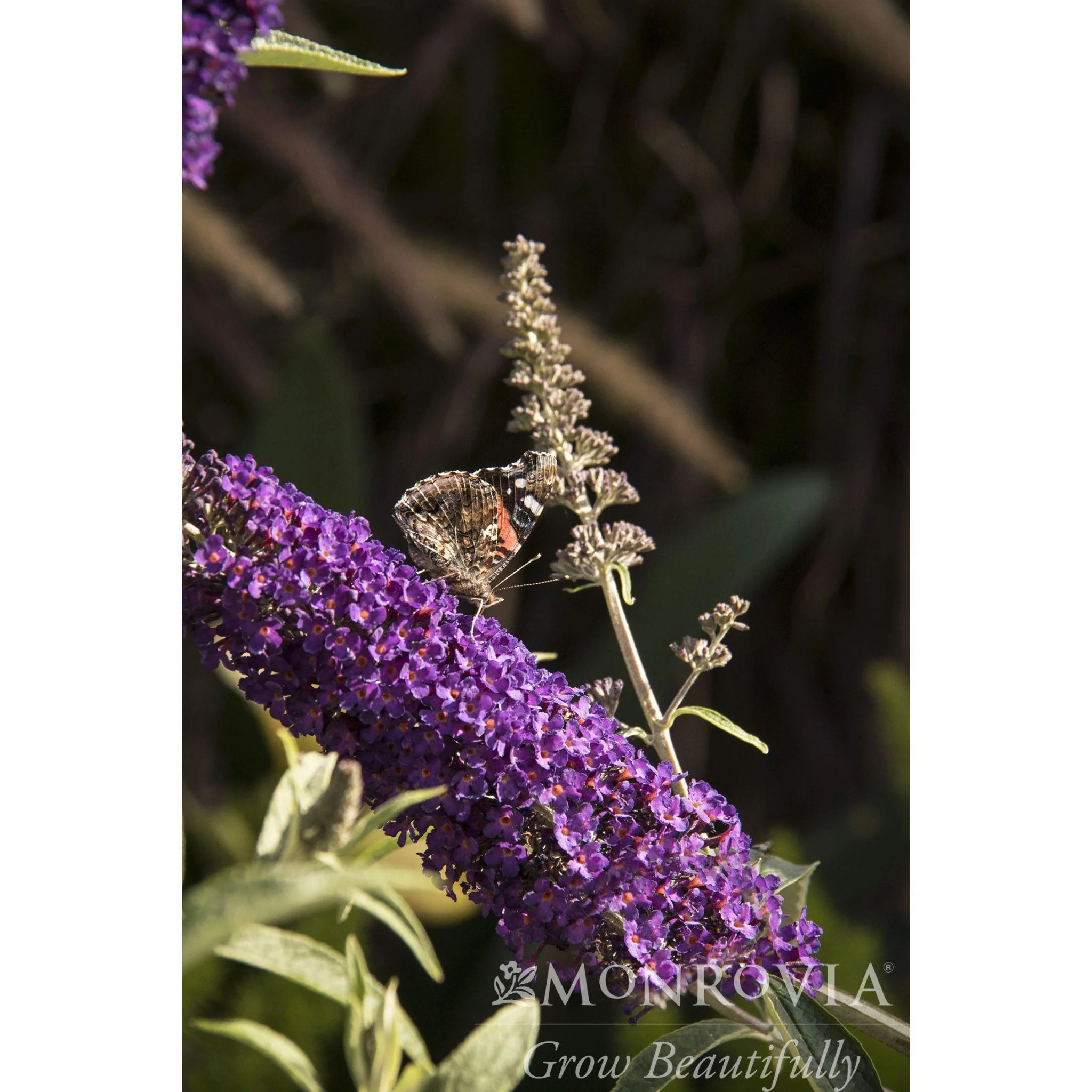 Black Knight Butterfly Bush - Image 10