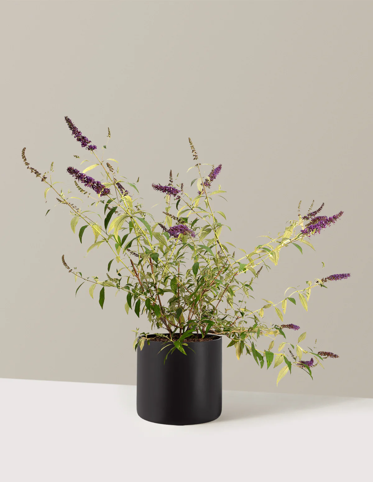 Black Knight Butterfly Bush - Image 11