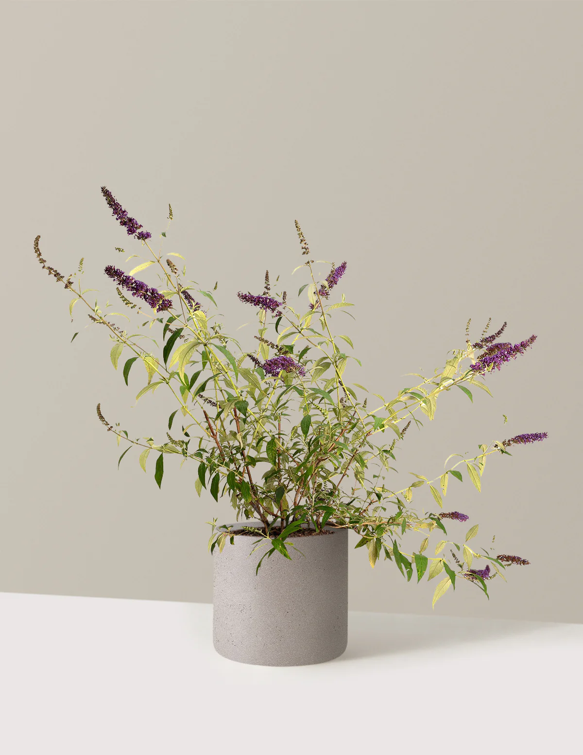 Black Knight Butterfly Bush - Image 12