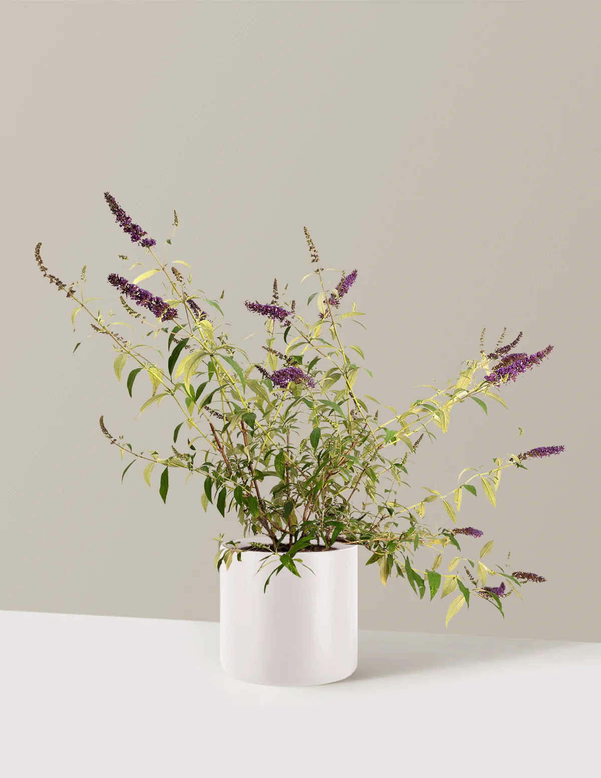 Black Knight Butterfly Bush - Image 13