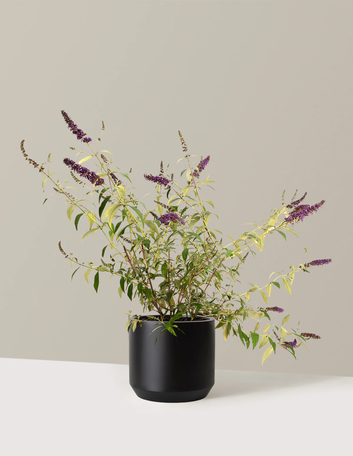 Black Knight Butterfly Bush - Image 14
