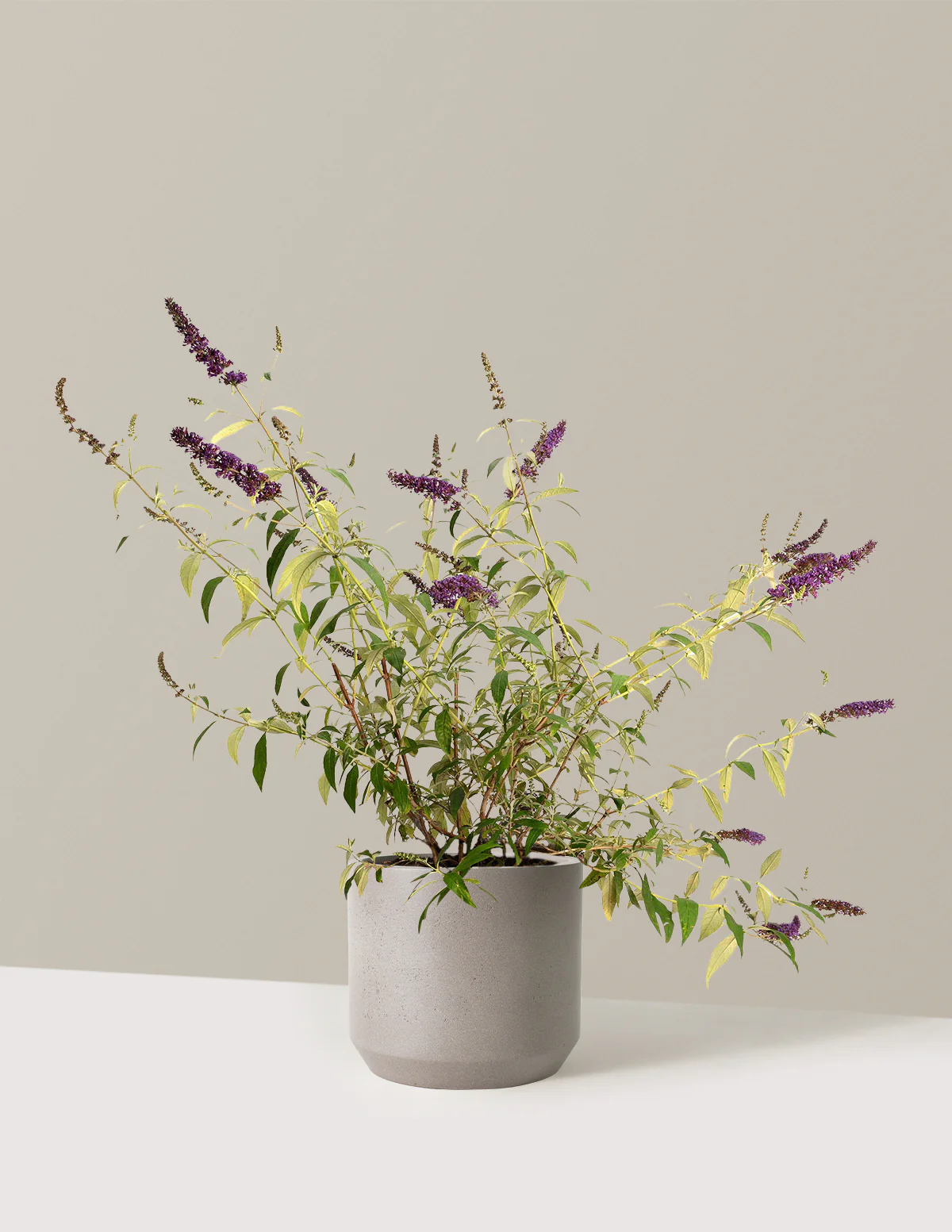Black Knight Butterfly Bush - Image 15
