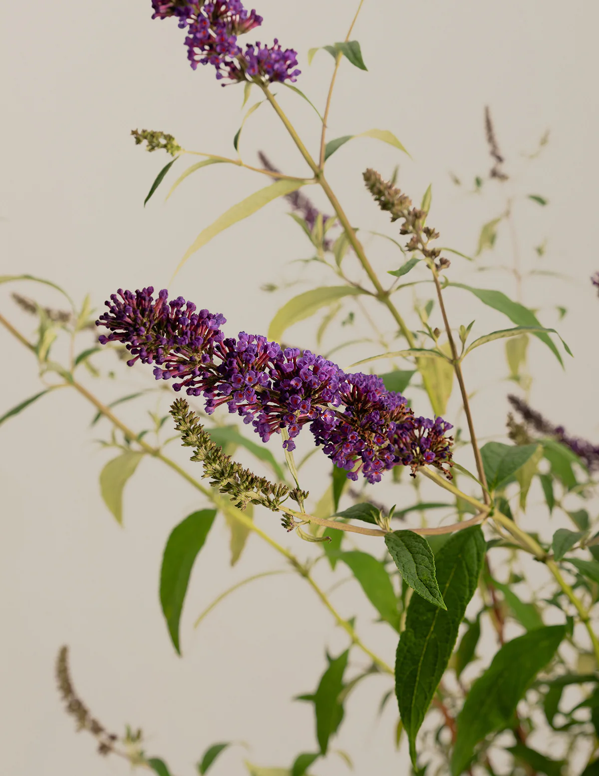 Black Knight Butterfly Bush - Image 3