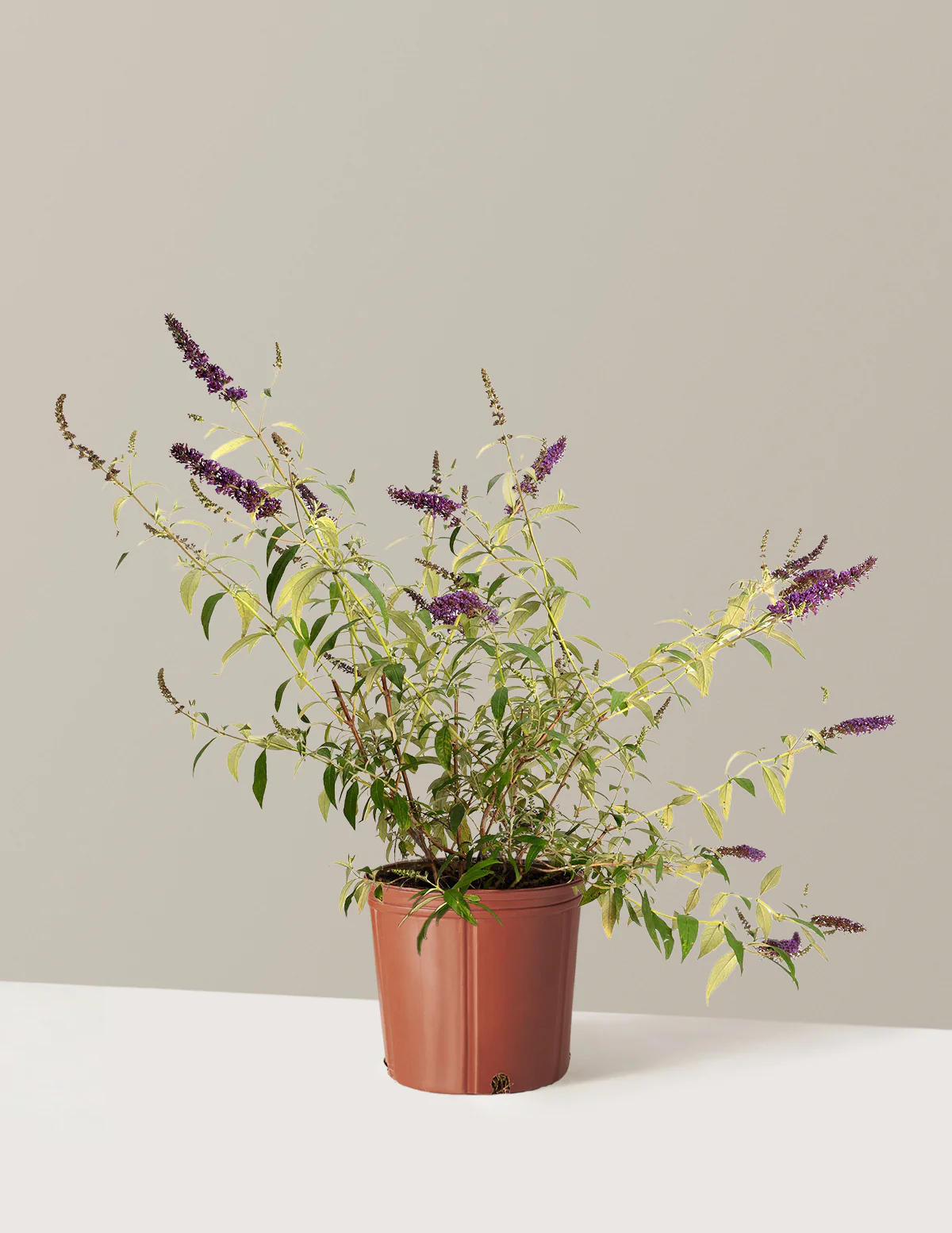 Black Knight Butterfly Bush - Image 4