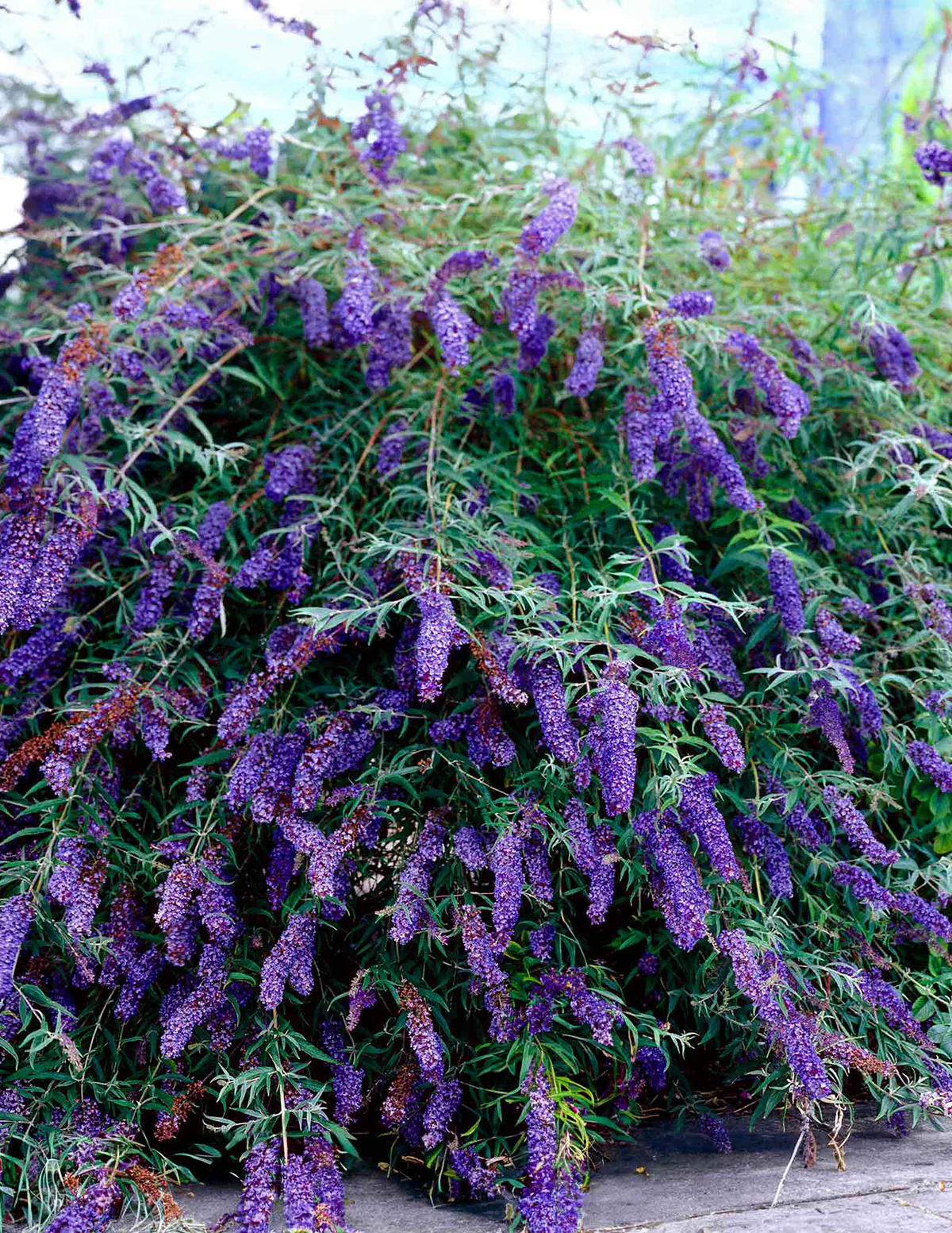 Black Knight Butterfly Bush - Image 5