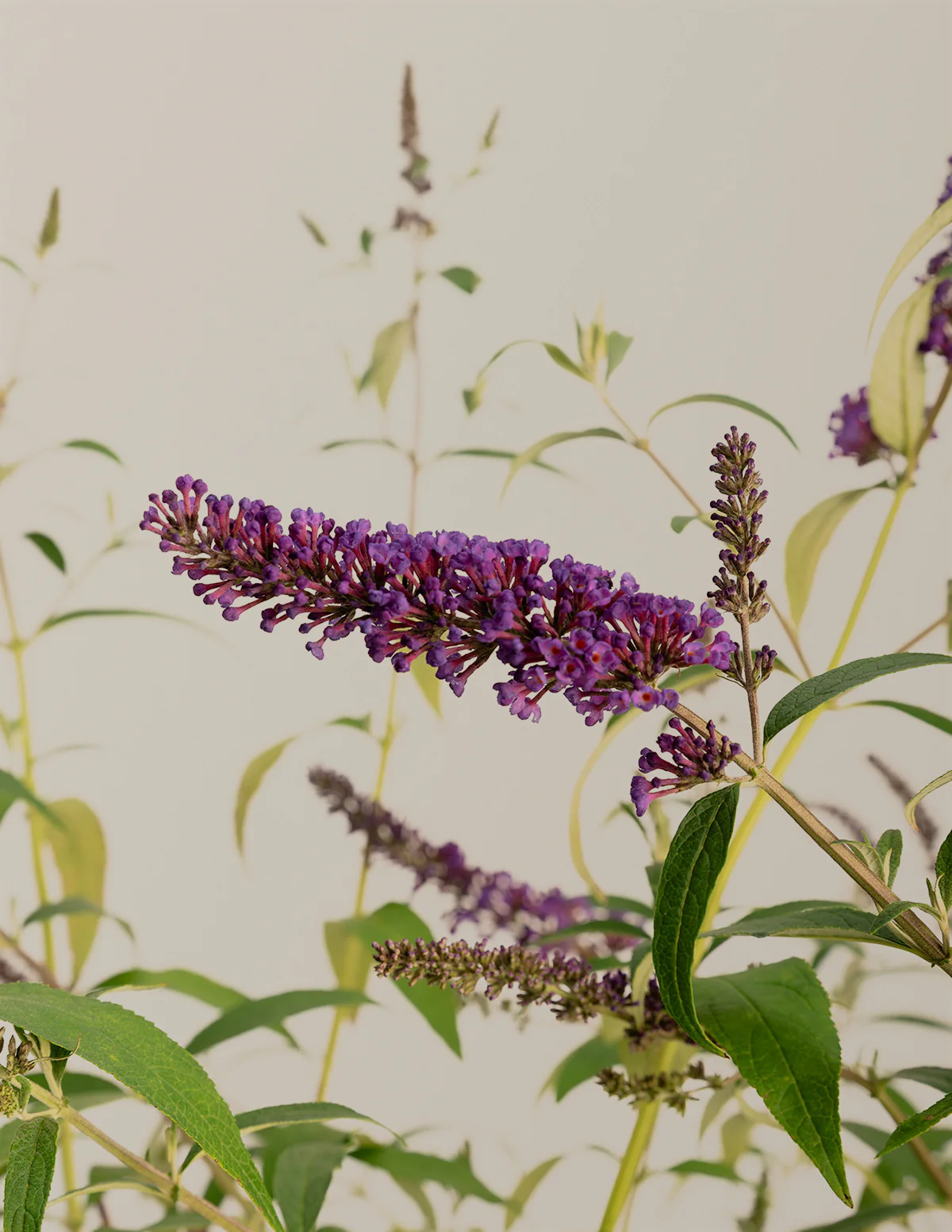 Black Knight Butterfly Bush - Image 6