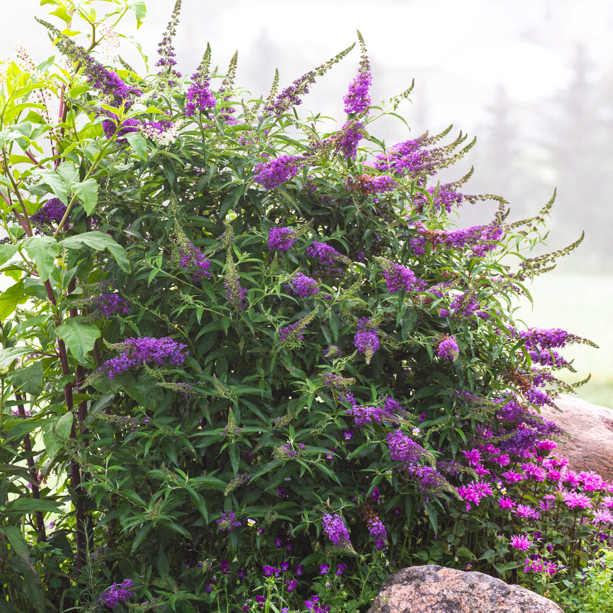 Black Knight Butterfly Bush - Image 7