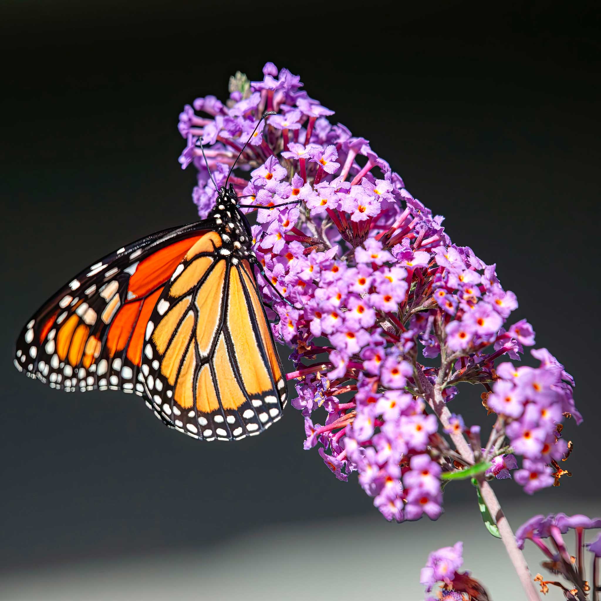 Black Knight Butterfly Bush - Image 8