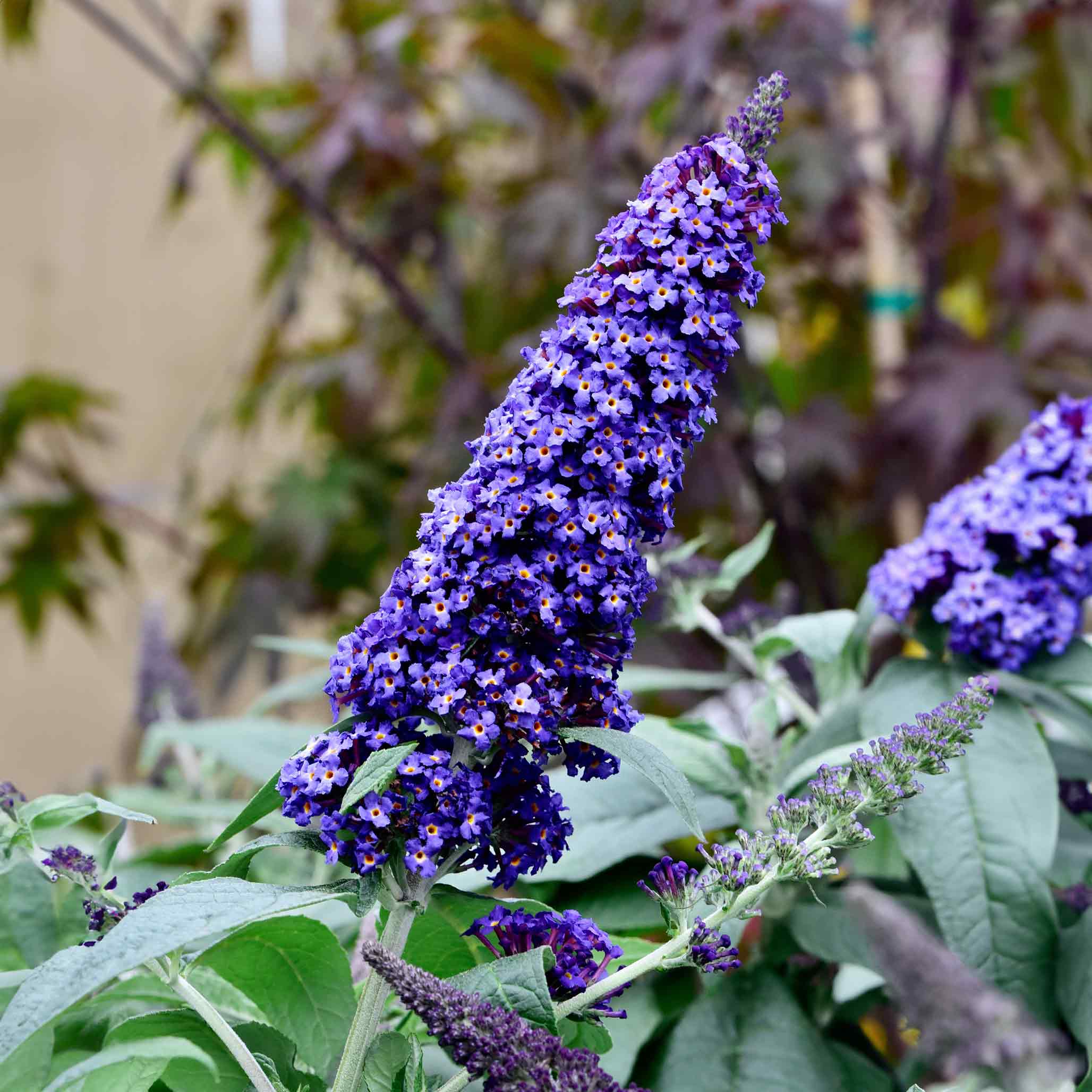 Black Knight Butterfly Bush - Image 9