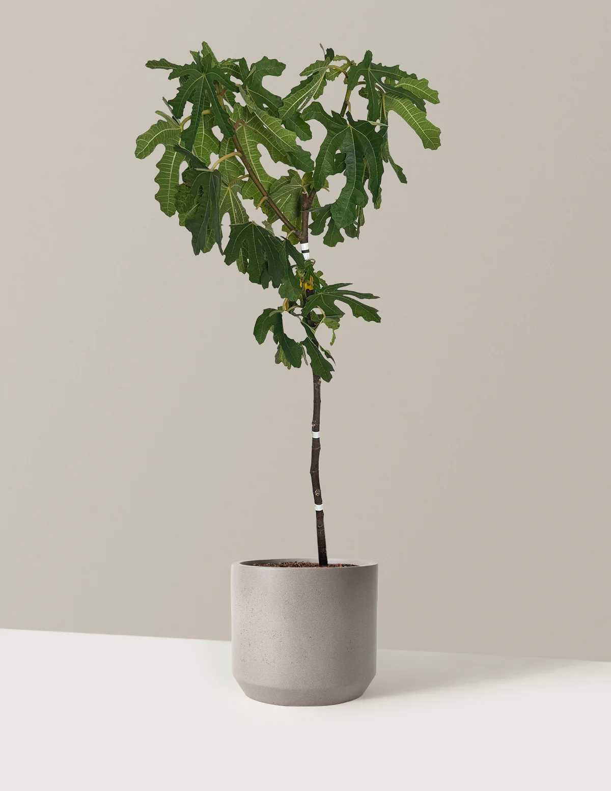 Black Mission Fig - Image 10