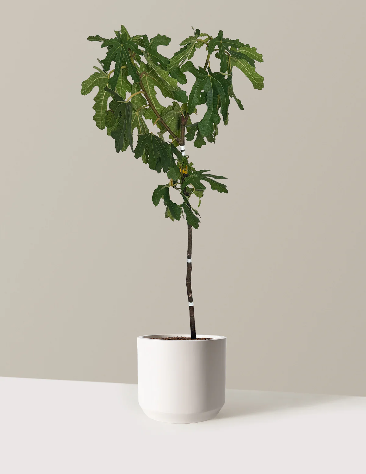 Black Mission Fig - Image 11