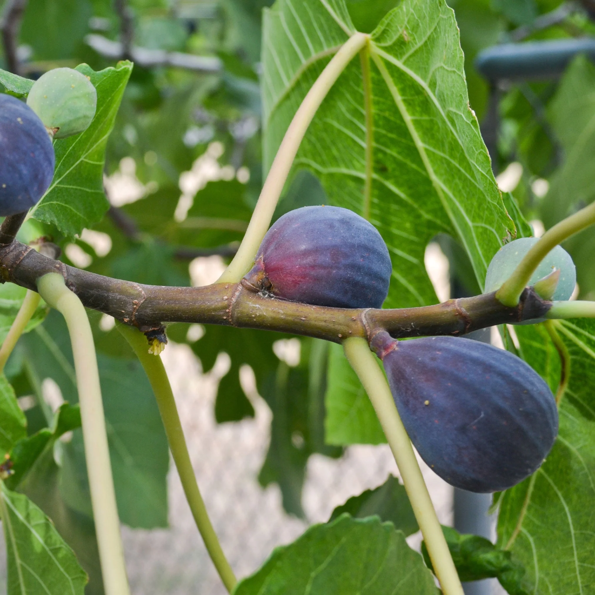 Black Mission Fig - Image 3