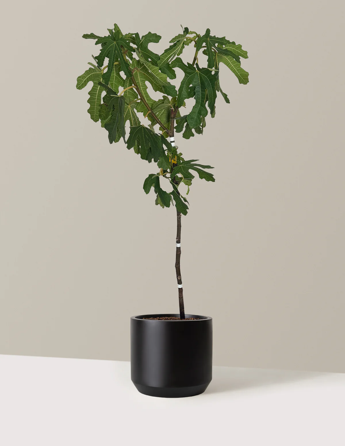 Black Mission Fig - Image 4