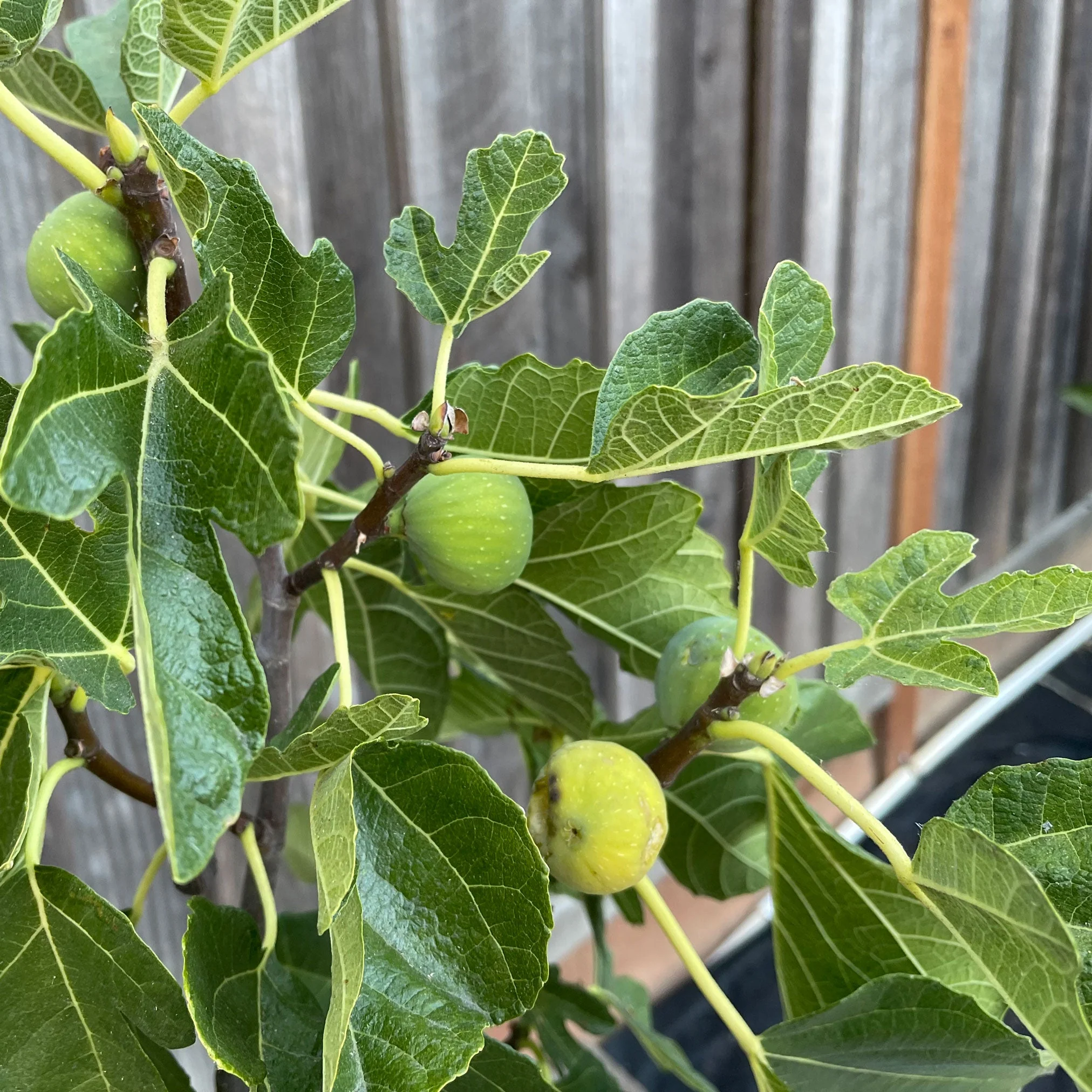 Black Mission Fig - Image 5