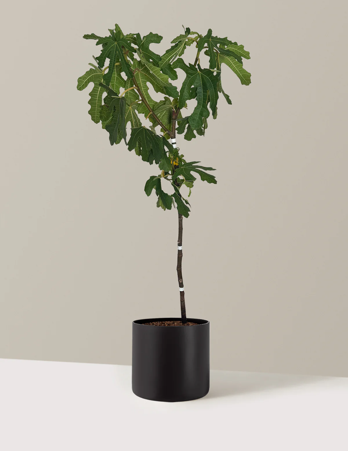 Black Mission Fig - Image 7