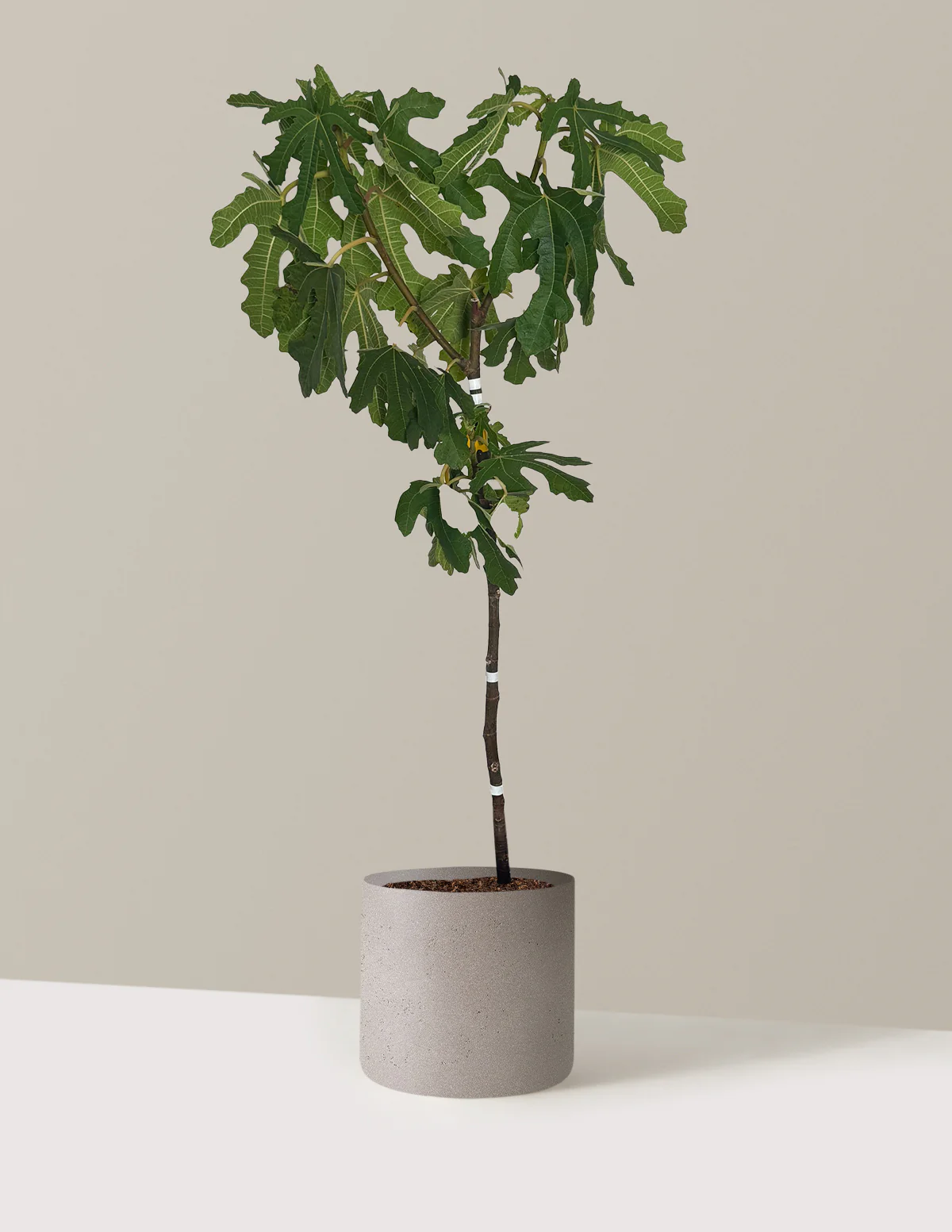 Black Mission Fig - Image 8