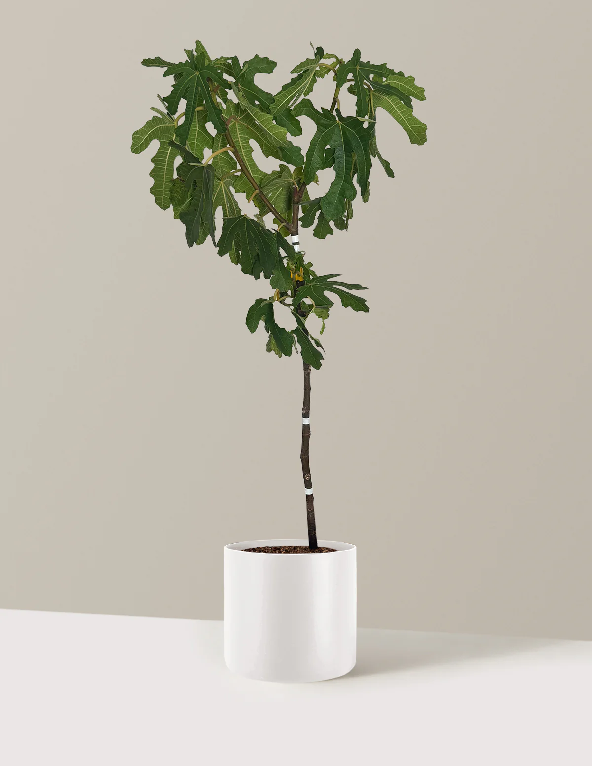 Black Mission Fig - Image 9