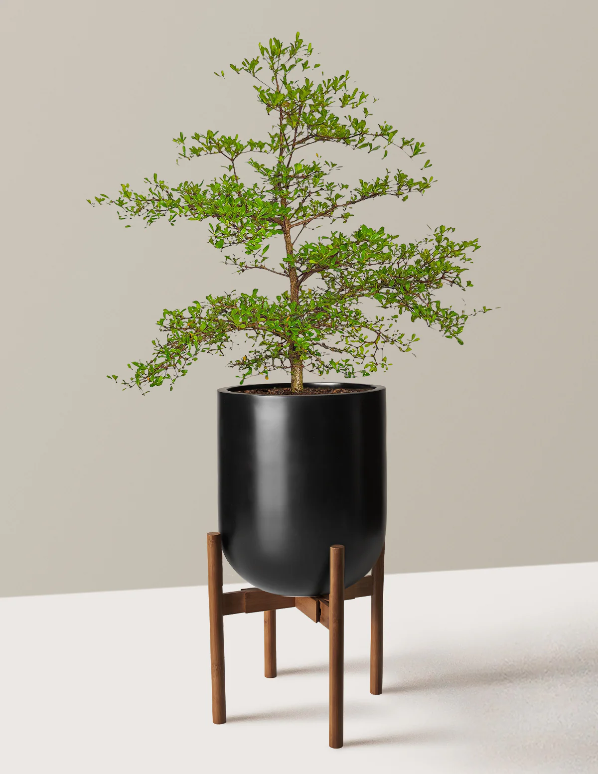 Black Olive Tree - Image 27