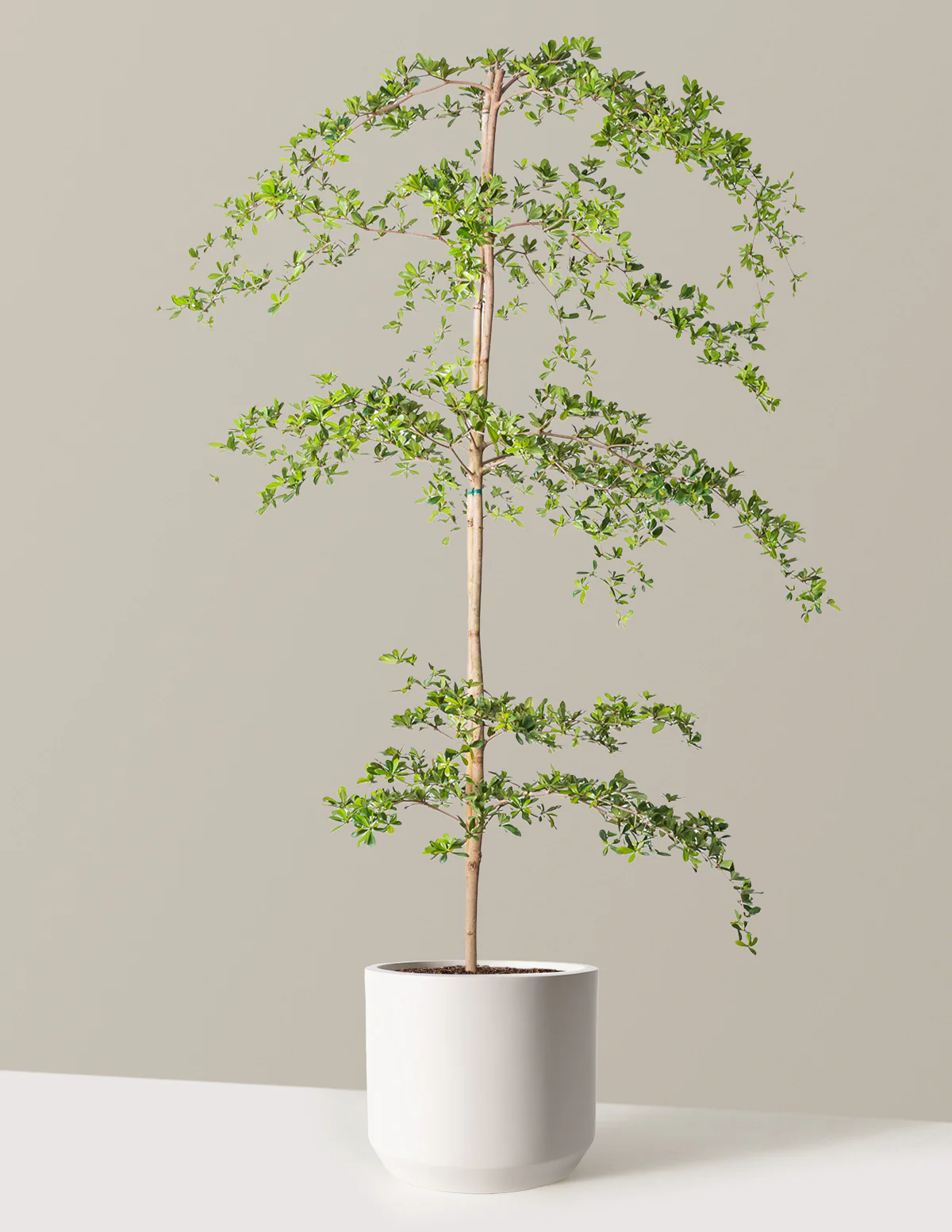 Black Olive Tree - Image 30