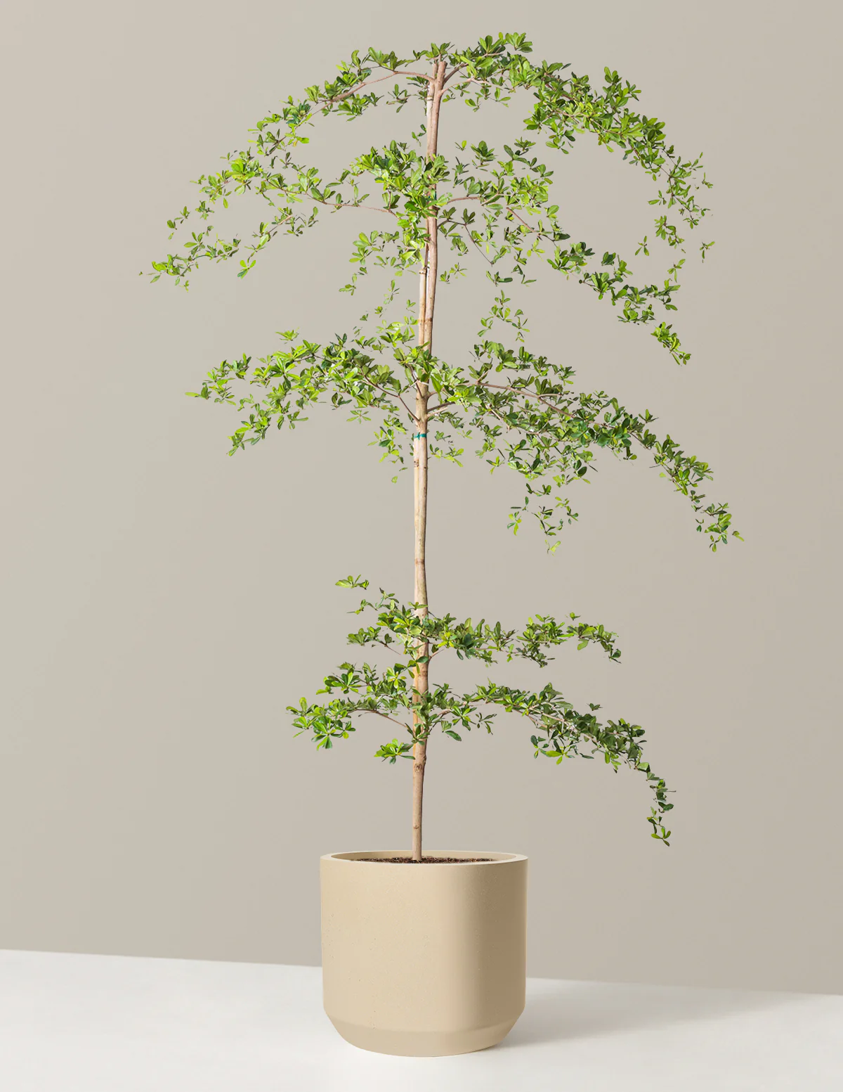 Black Olive Tree - Image 70