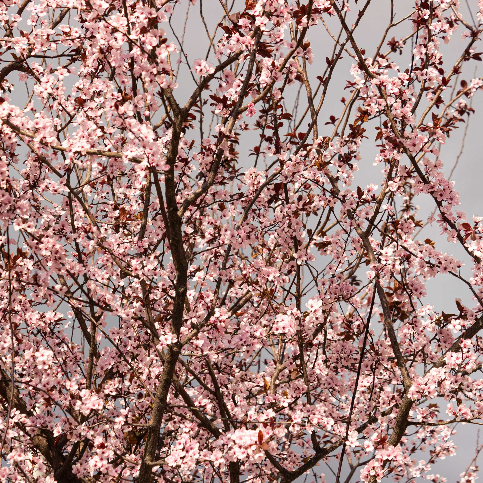Black Tartarian Cherry Tree - Image 3