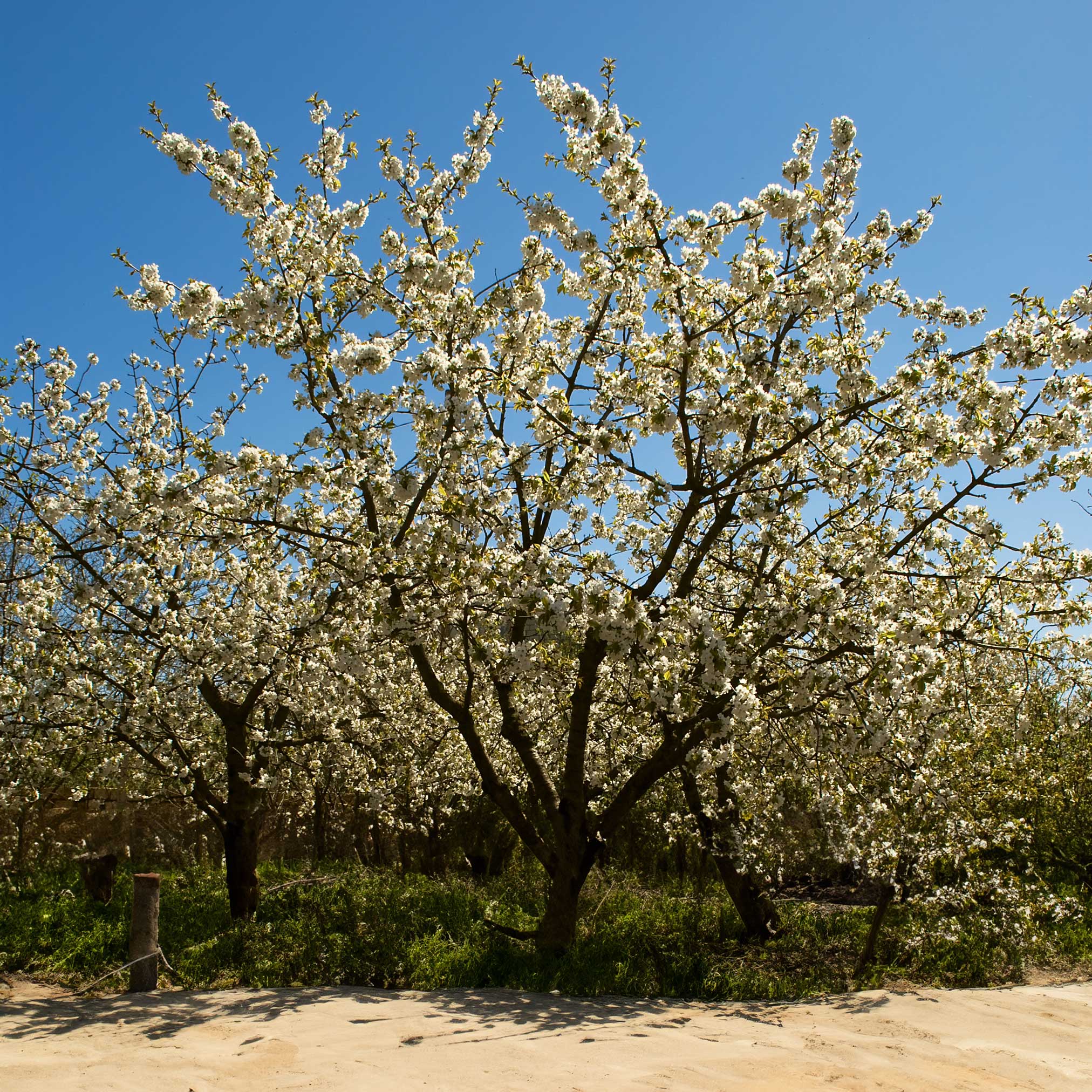 Black Tartarian Cherry Tree - Image 4