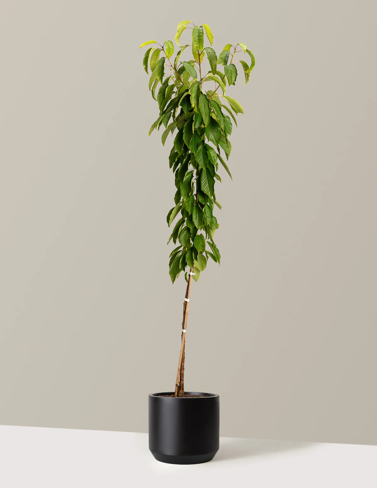 Black Tartarian Cherry Tree - Image 5