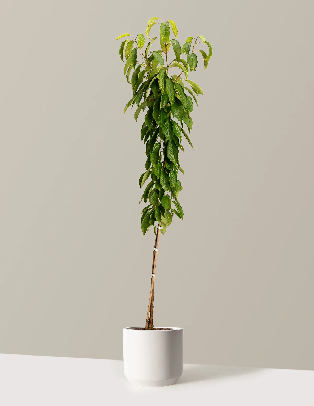 Black Tartarian Cherry Tree - Image 6