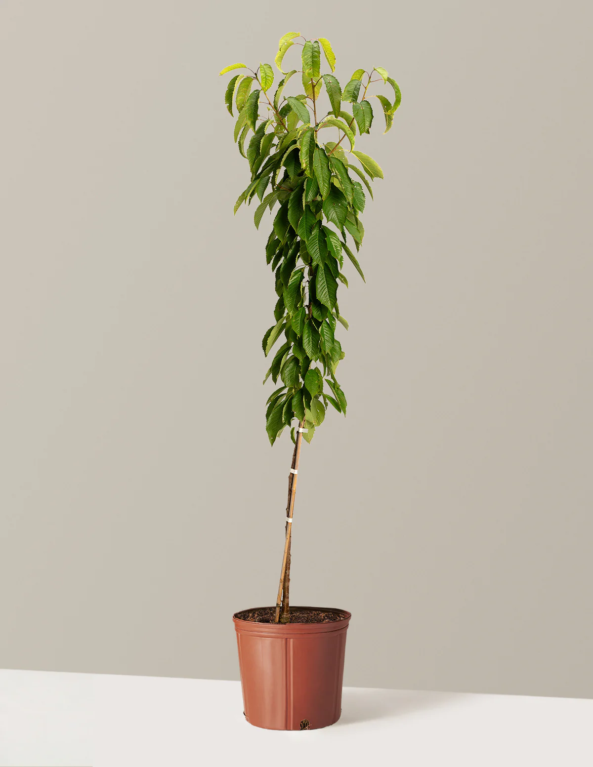 Black Tartarian Cherry Tree - Image 8