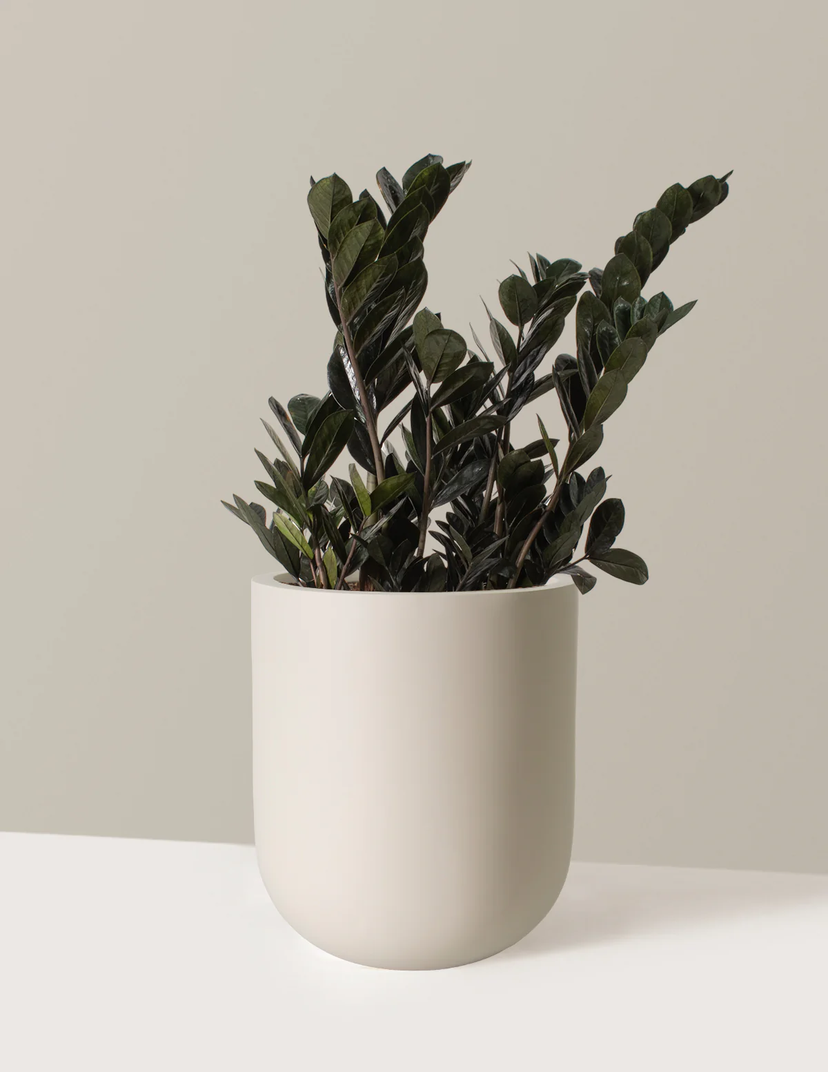 Black ZZ Plant - Image 10