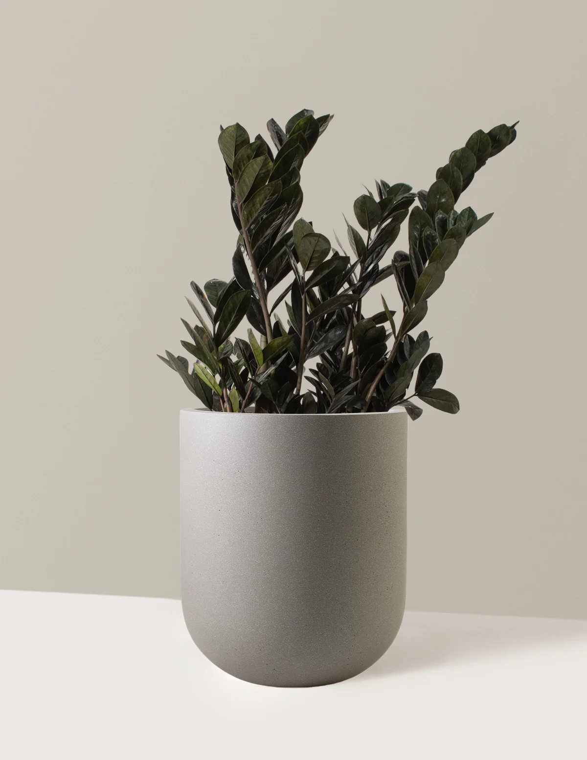 Black ZZ Plant - Image 11