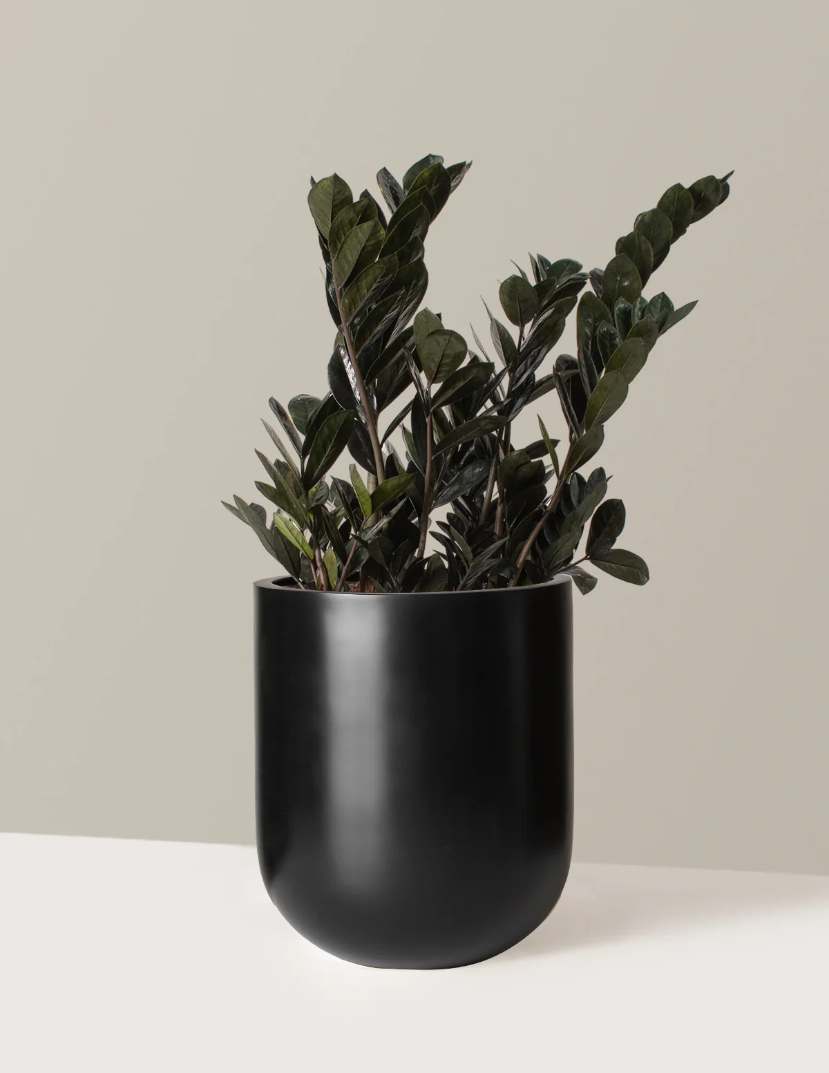 Black ZZ Plant - Image 12