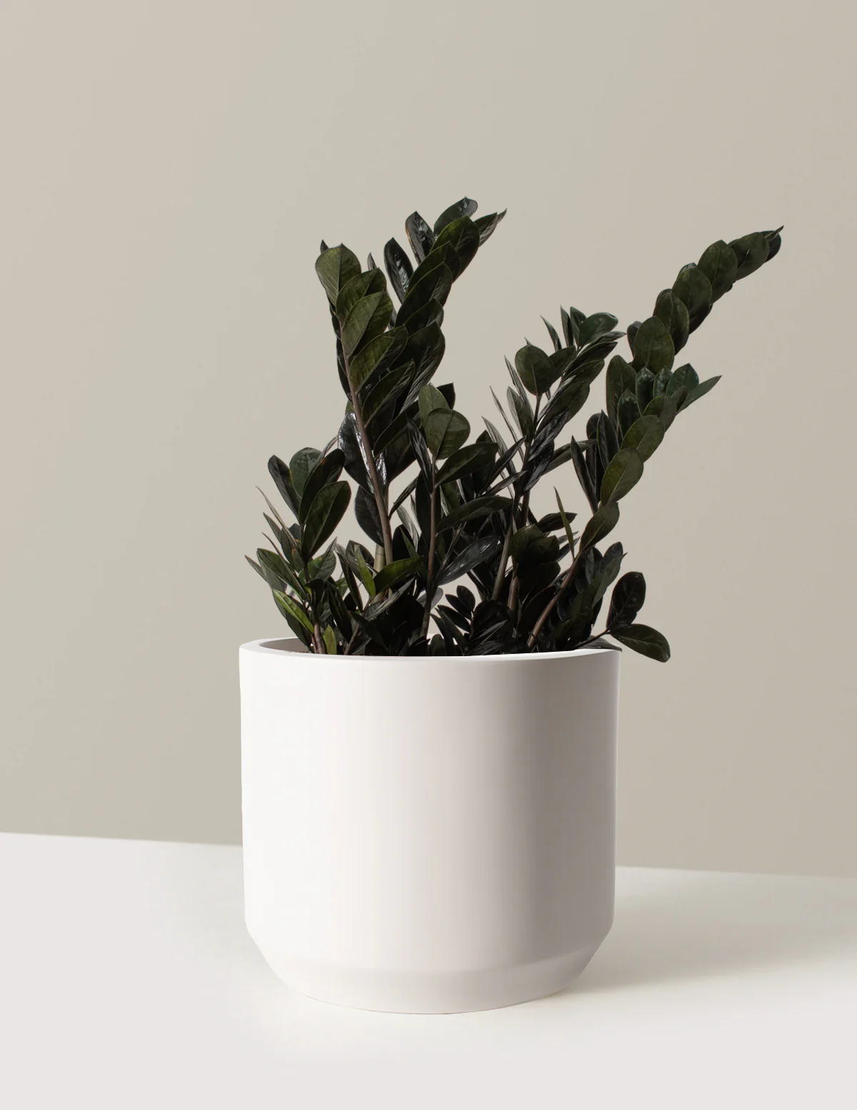 Black ZZ Plant - Image 13