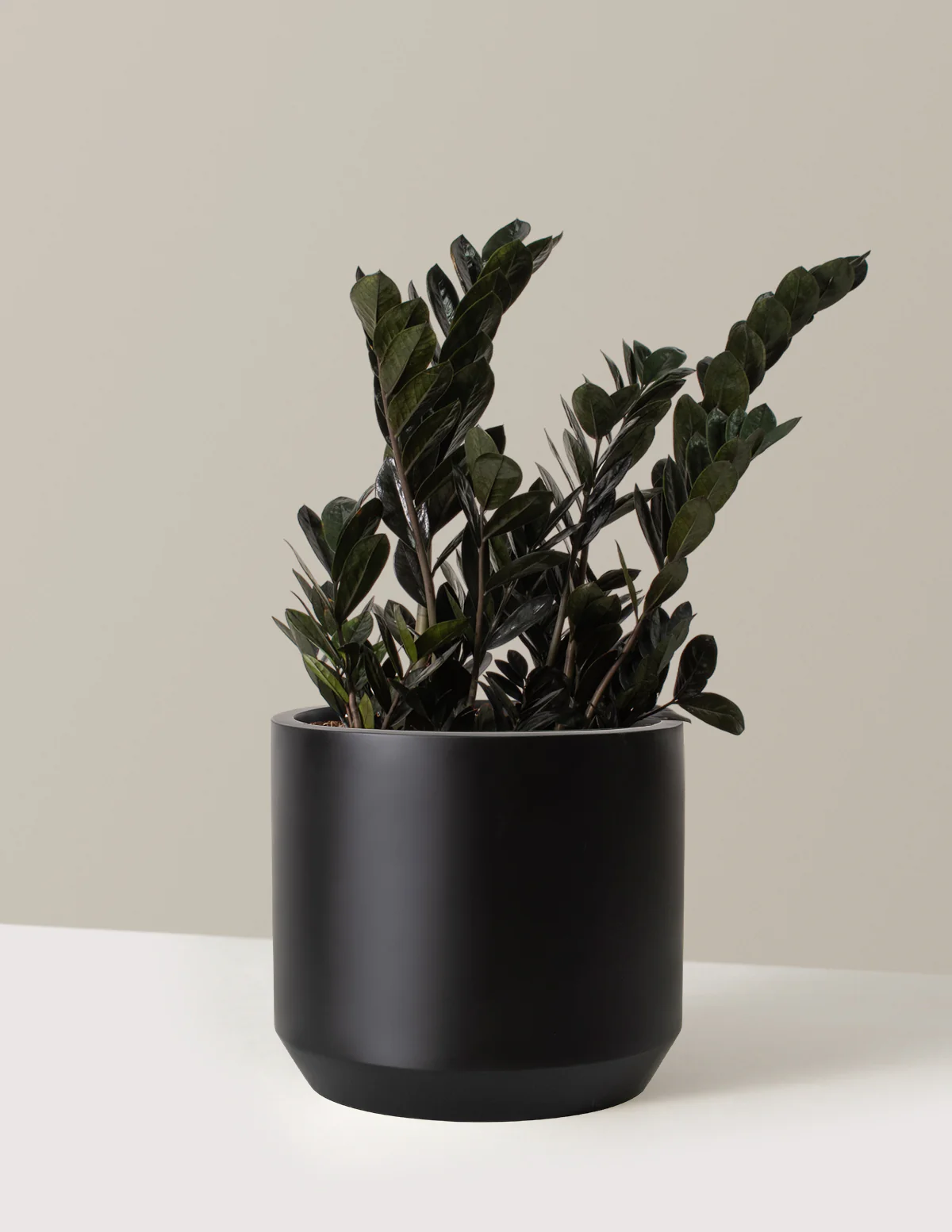 Black ZZ Plant - Image 14