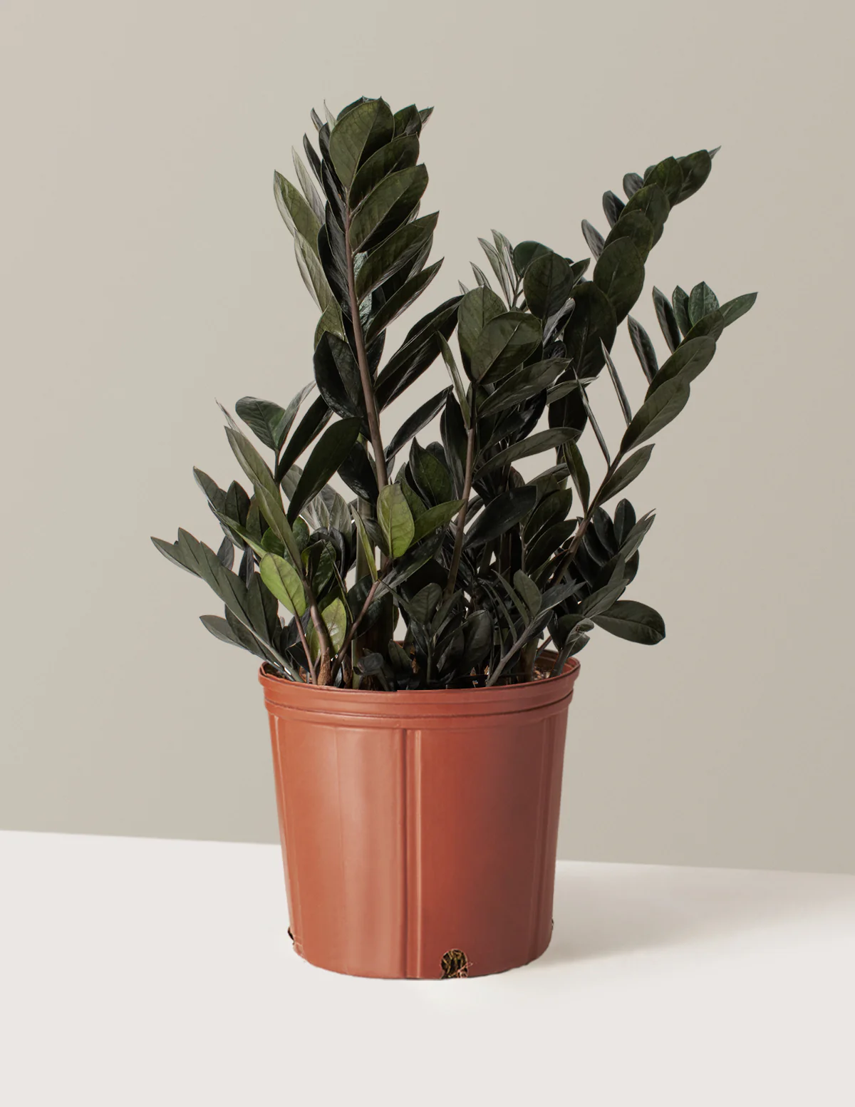 Black ZZ Plant - Image 15
