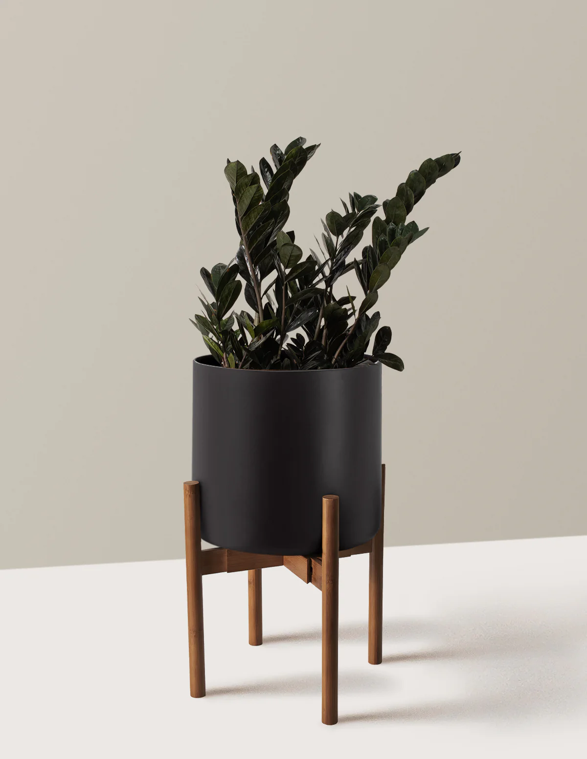 Black ZZ Plant - Image 16