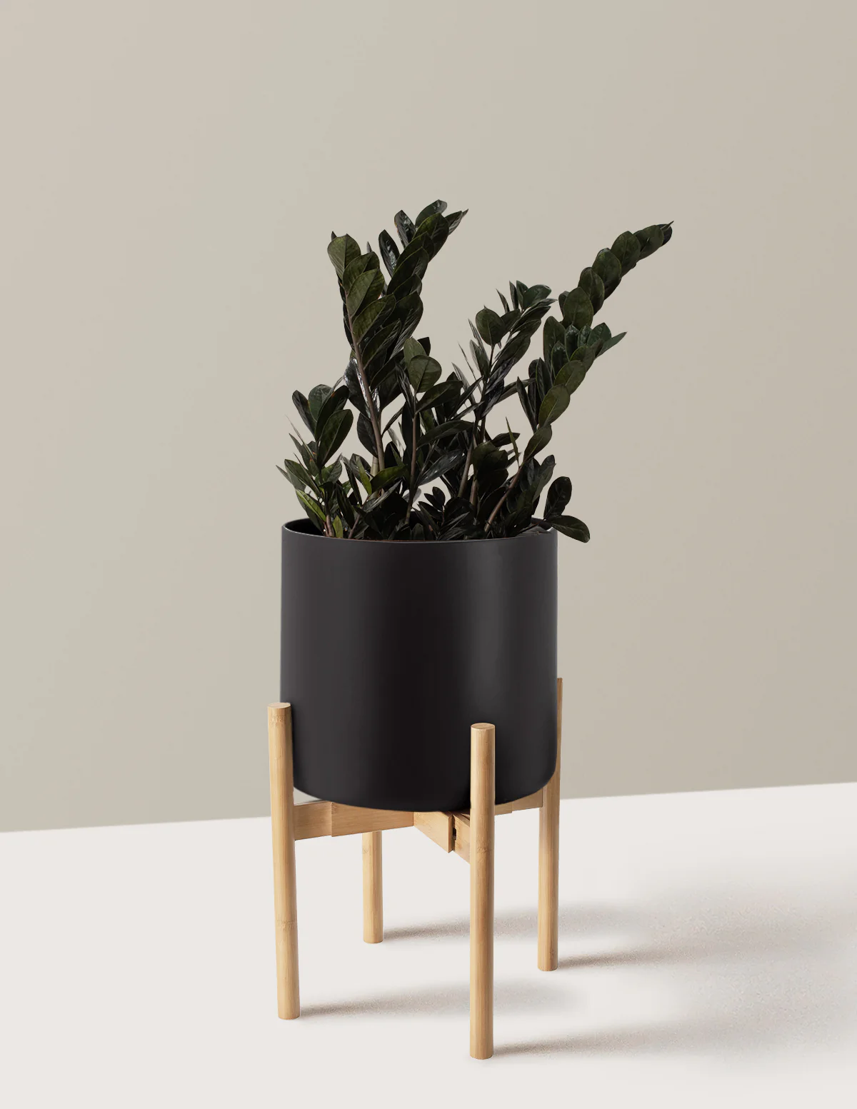 Black ZZ Plant - Image 17
