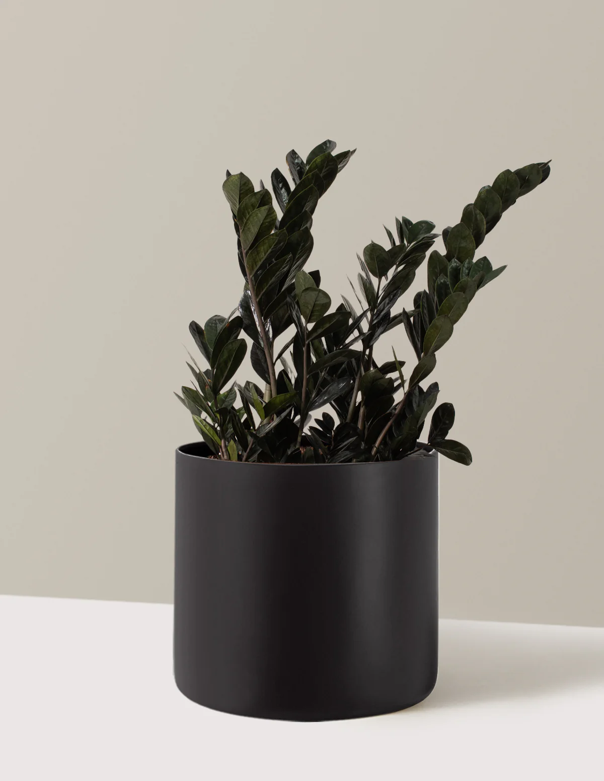 Black ZZ Plant - Image 18