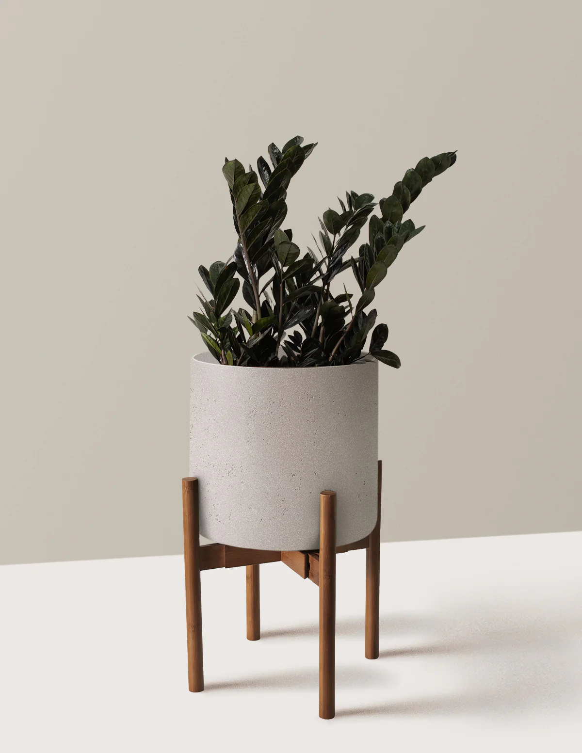 Black ZZ Plant - Image 19