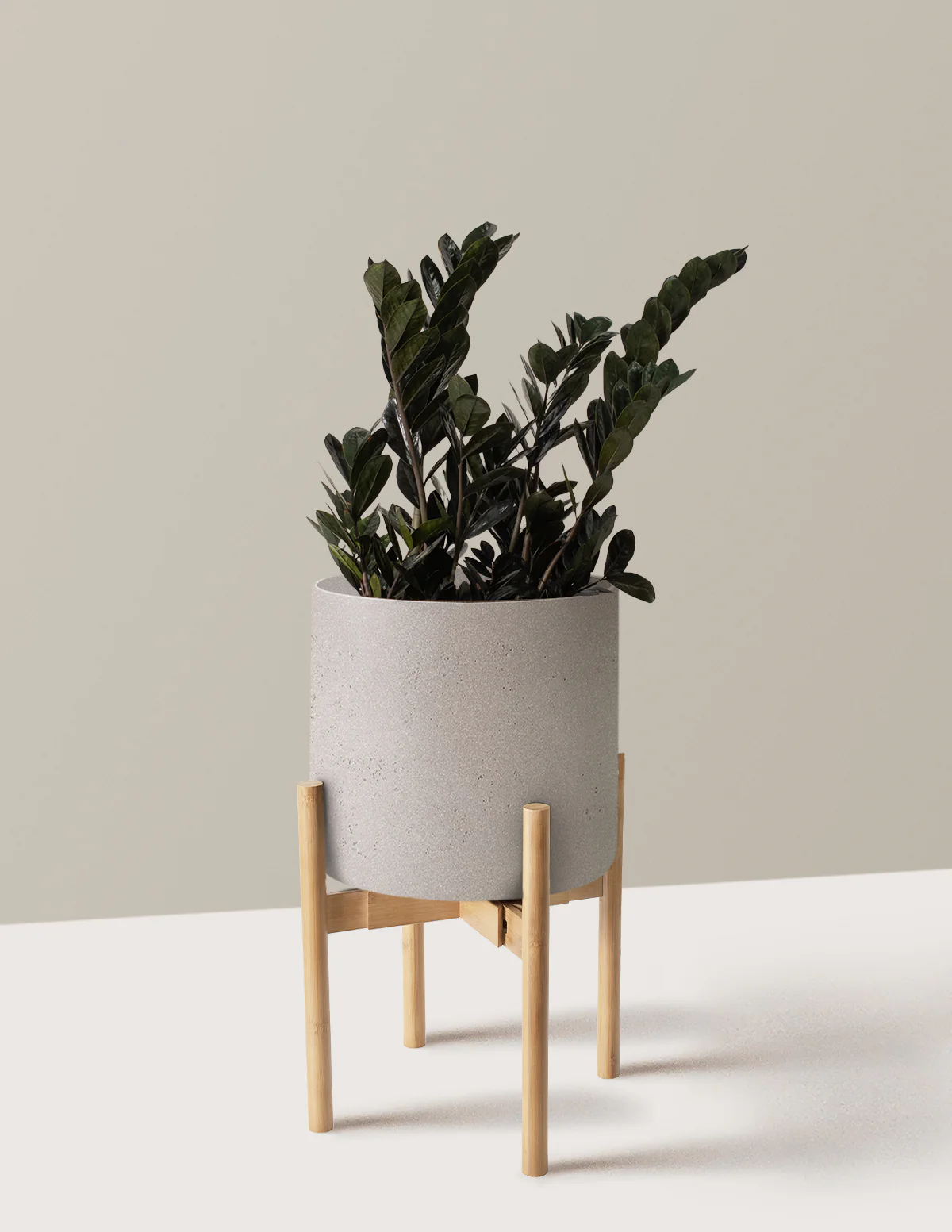 Black ZZ Plant - Image 20