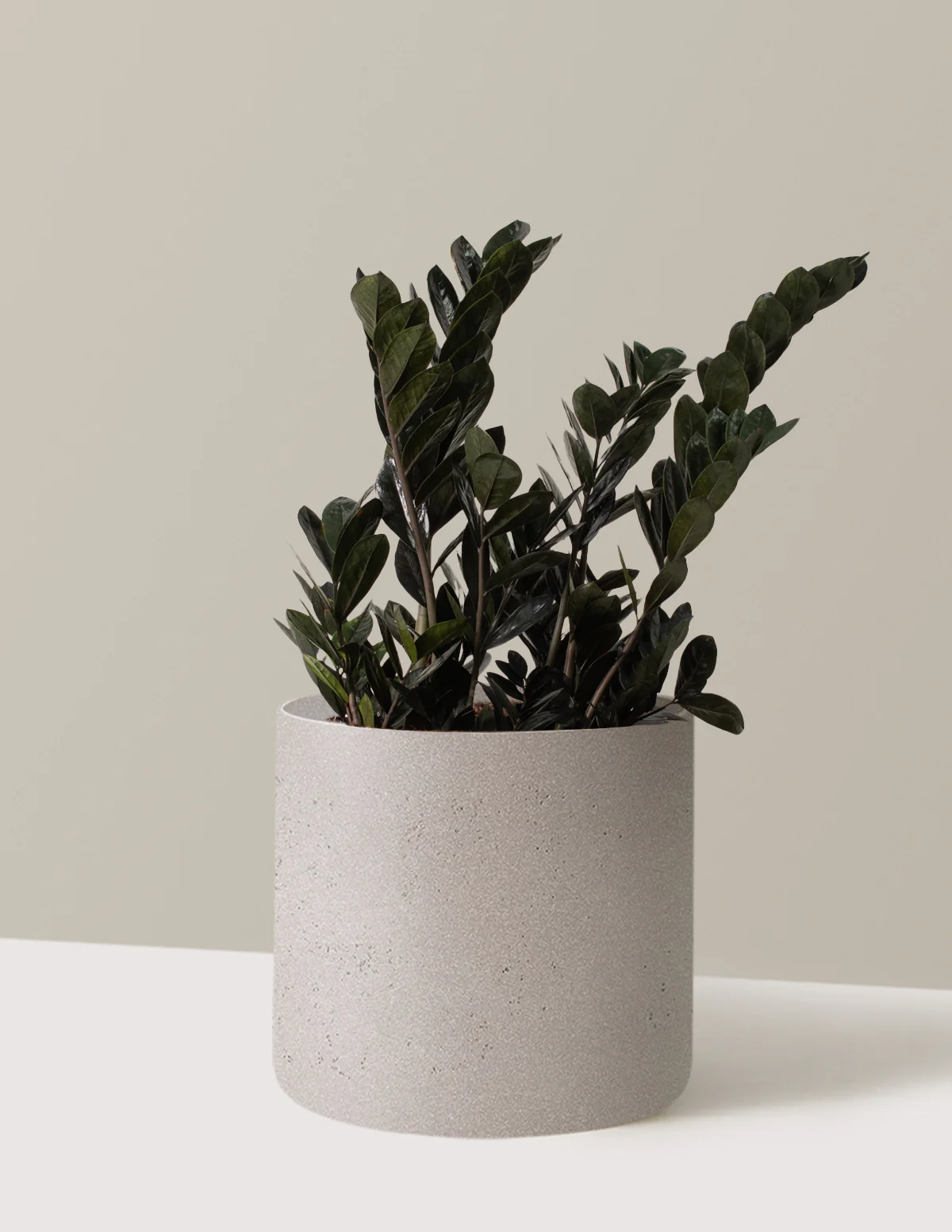 Black ZZ Plant - Image 21