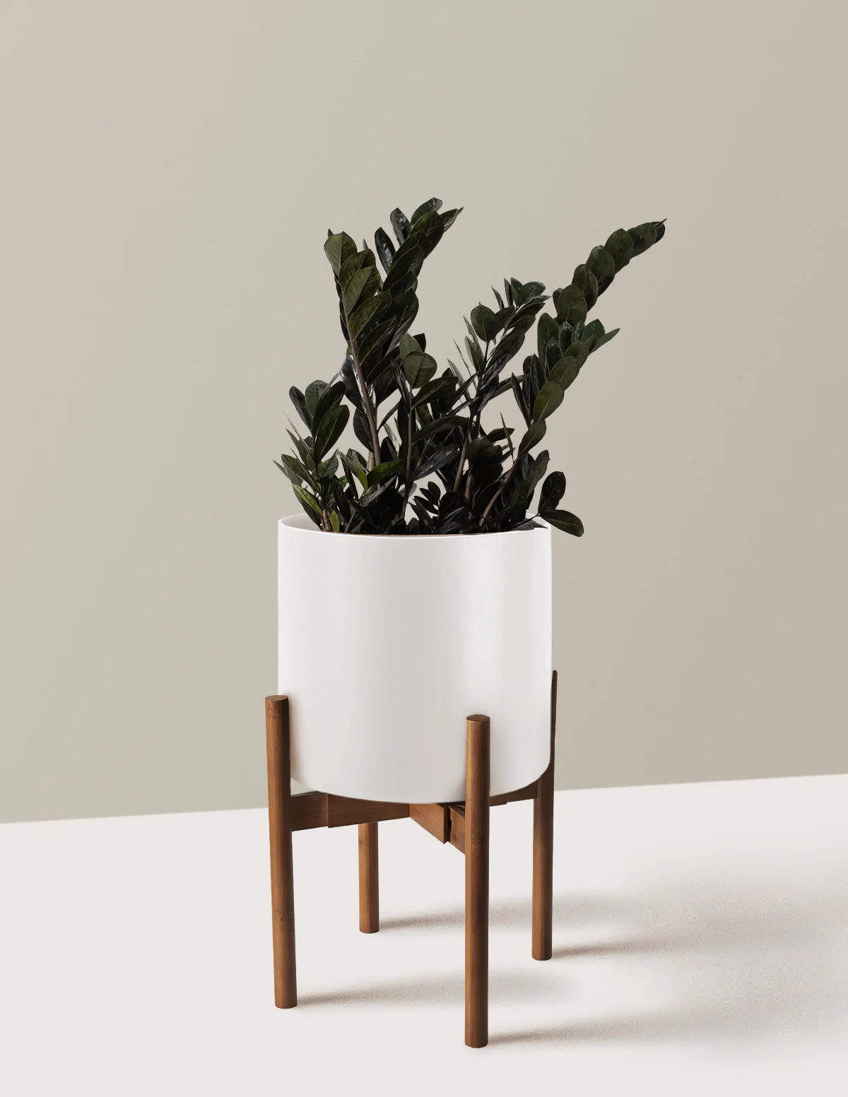 Black ZZ Plant - Image 22