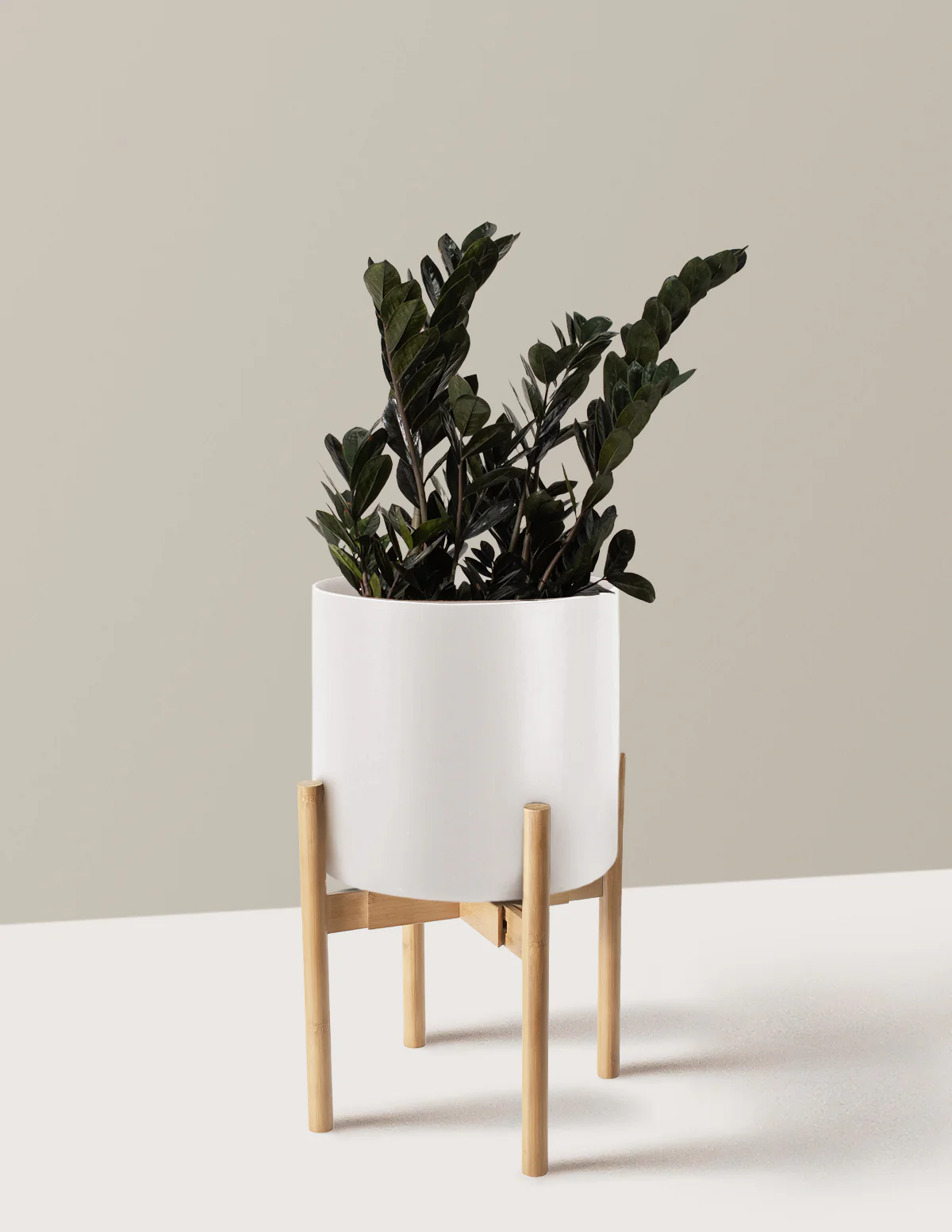 Black ZZ Plant - Image 23
