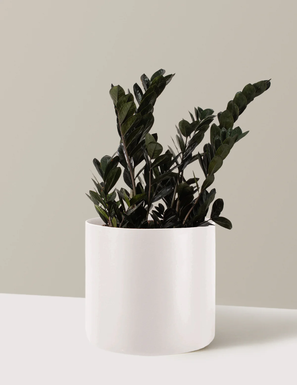 Black ZZ Plant - Image 24